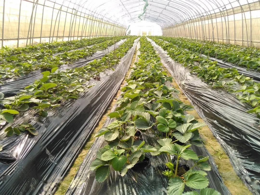 持续推进： 恒昌泰科技将在新疆完成全生物降解地膜棉花种植示范铺设实验